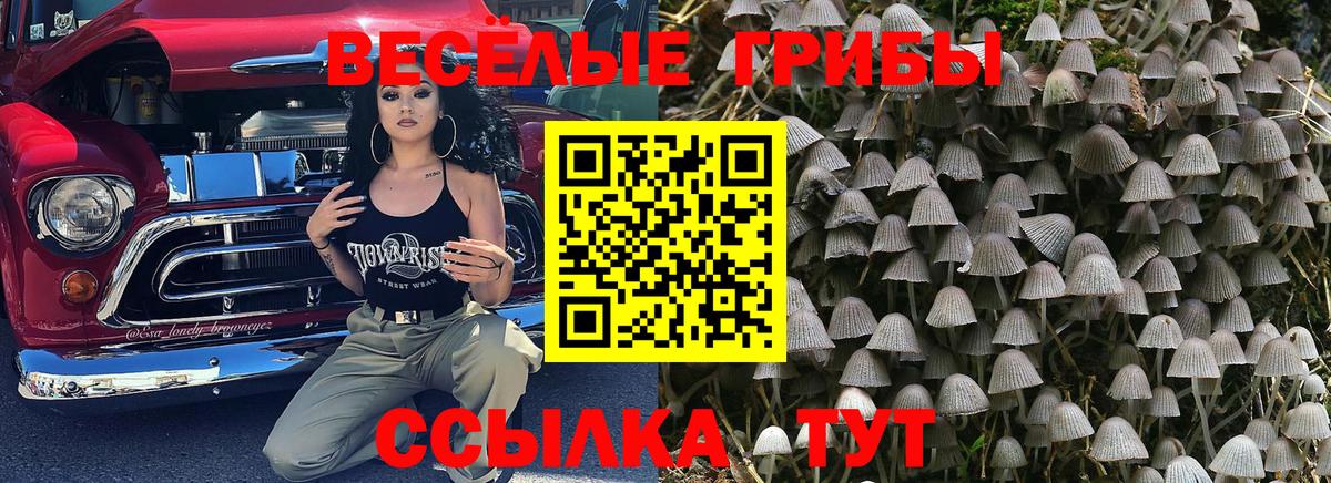 Галлюциногенные грибы Psilocybe Елабуга